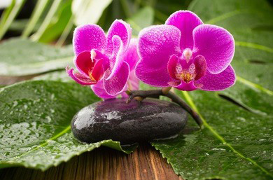 深圳spa丝足都有哪些服务项目?